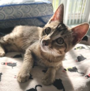 YANG - Unknown available for adoption