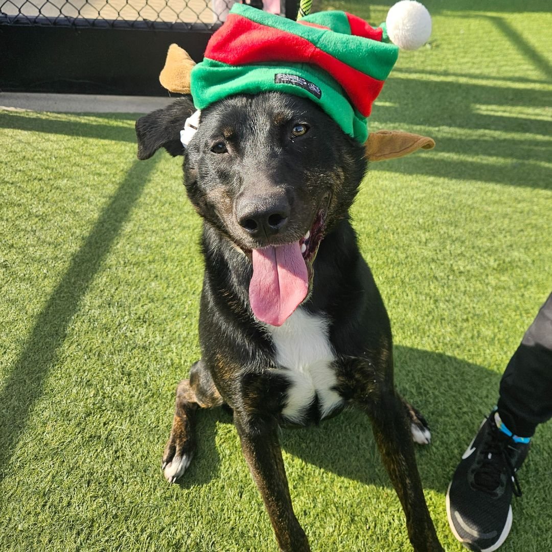 PAPAYA - Unknown available for adoption