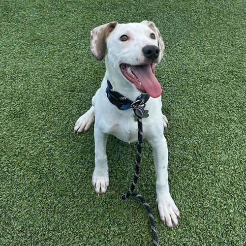 FETTUCCINE - Unknown available for adoption