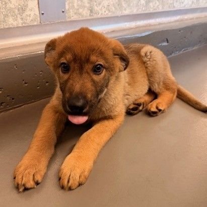 BRANDY - Unknown available for adoption