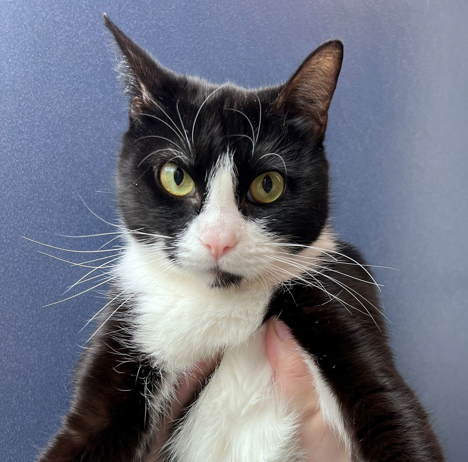 SAMANTHA - Unknown available for adoption