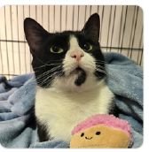 SAMANTHA - Unknown available for adoption