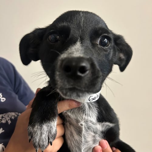 GABBY - Unknown available for adoption