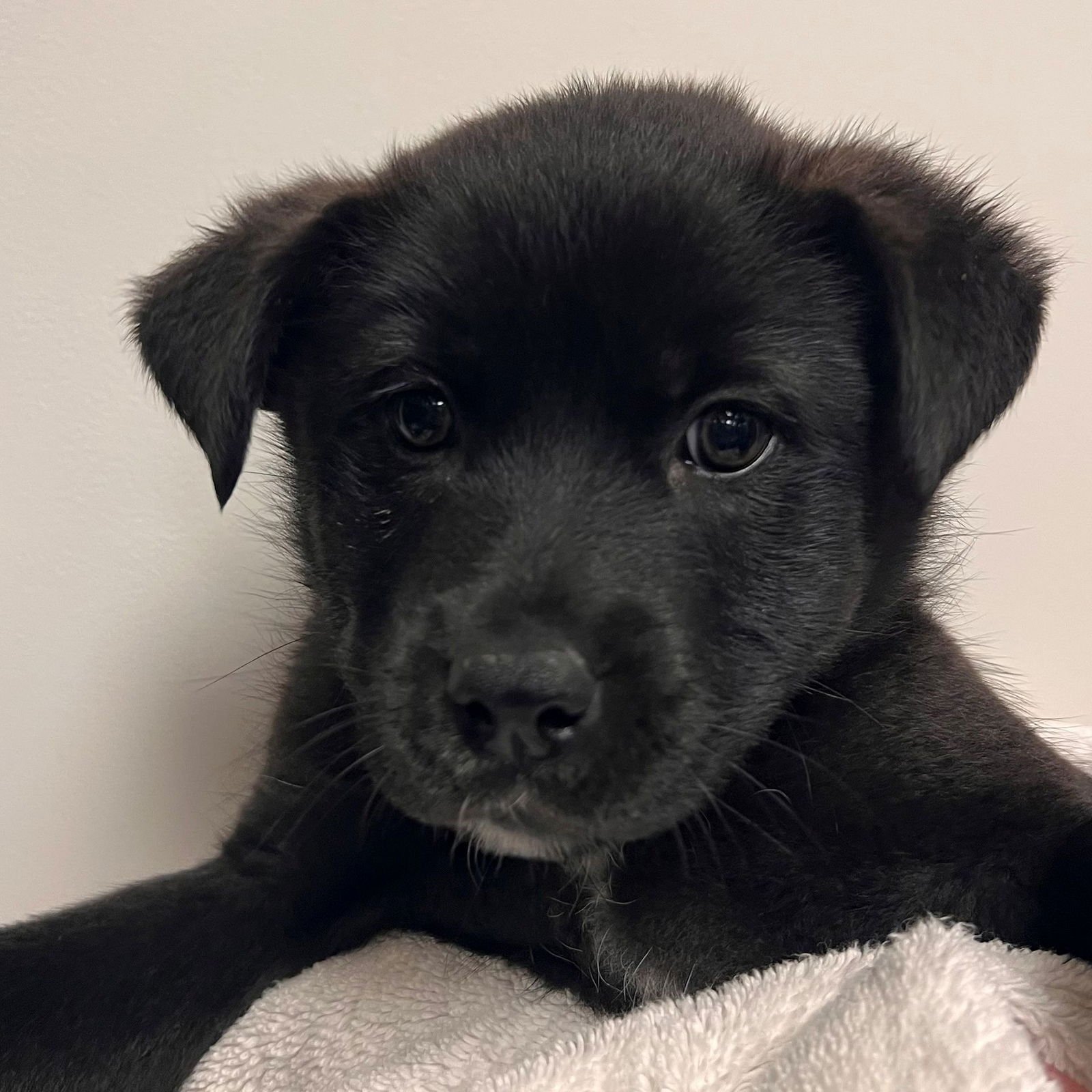 SWEET POTATO - Unknown available for adoption