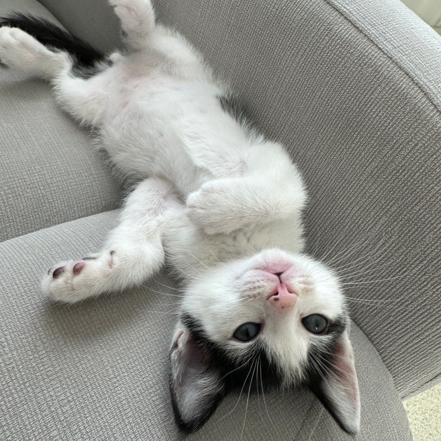 FRANKLIN - Unknown available for adoption