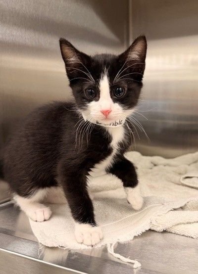 BUMBLE - Unknown available for adoption