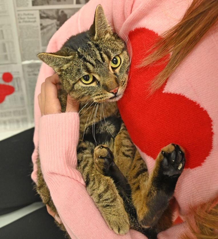 FOREST - Unknown available for adoption