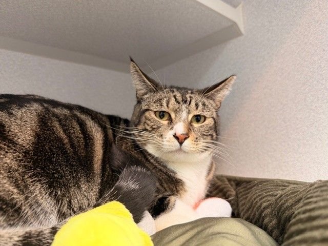 DOLLY - Unknown available for adoption