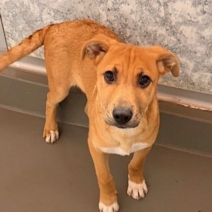 MICHAEL - Unknown available for adoption