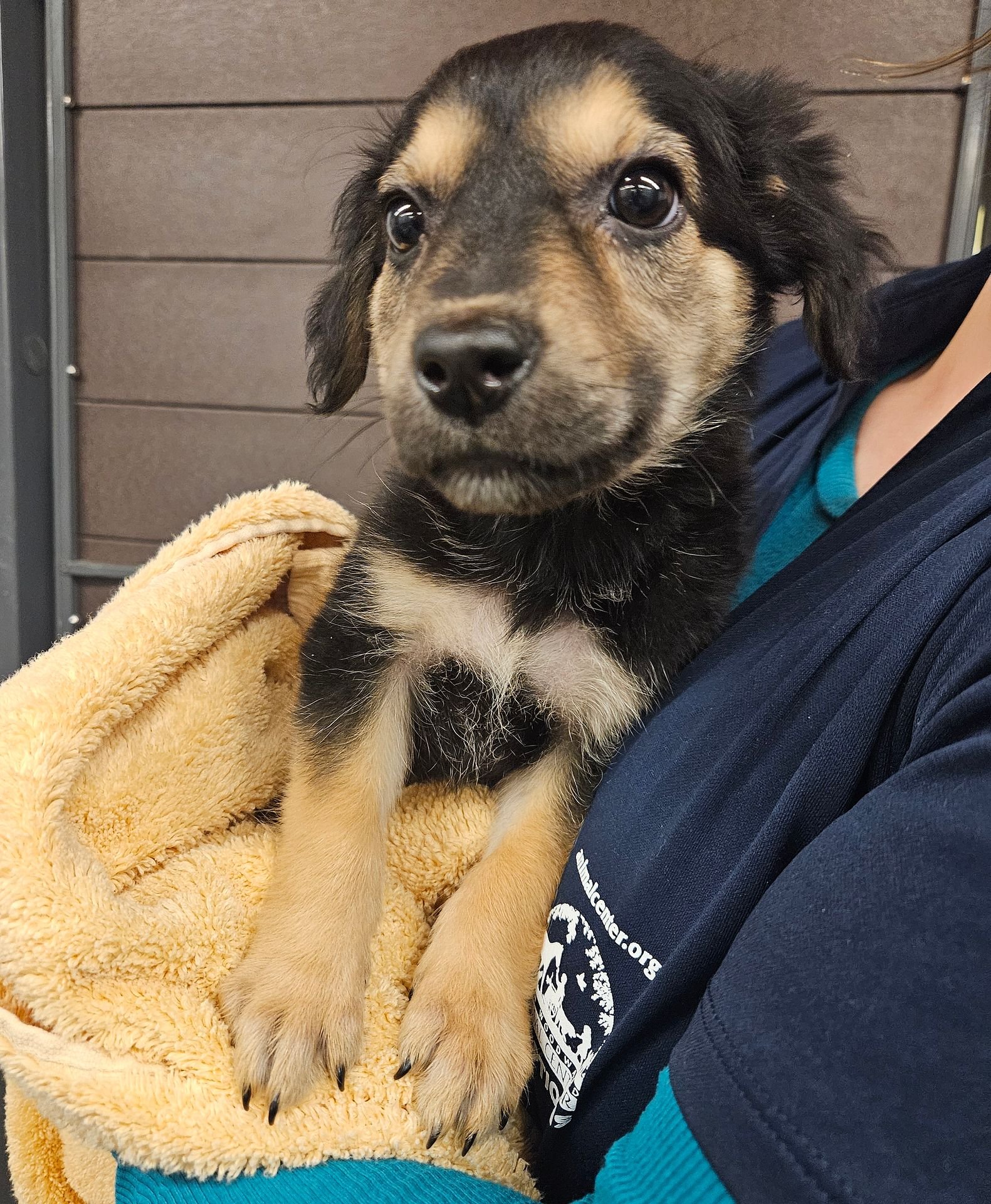 CLUE - Unknown available for adoption