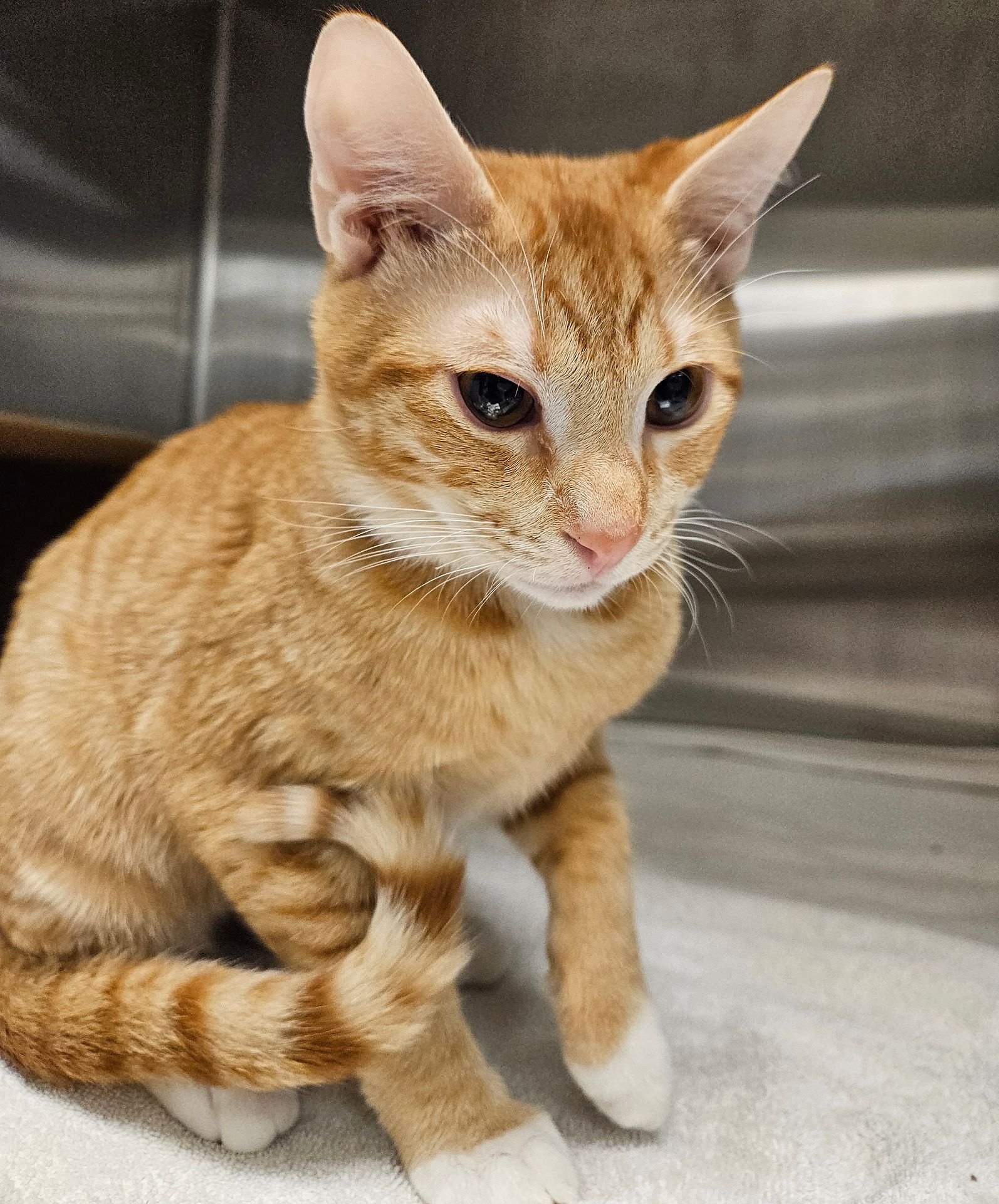 TINY - Unknown available for adoption