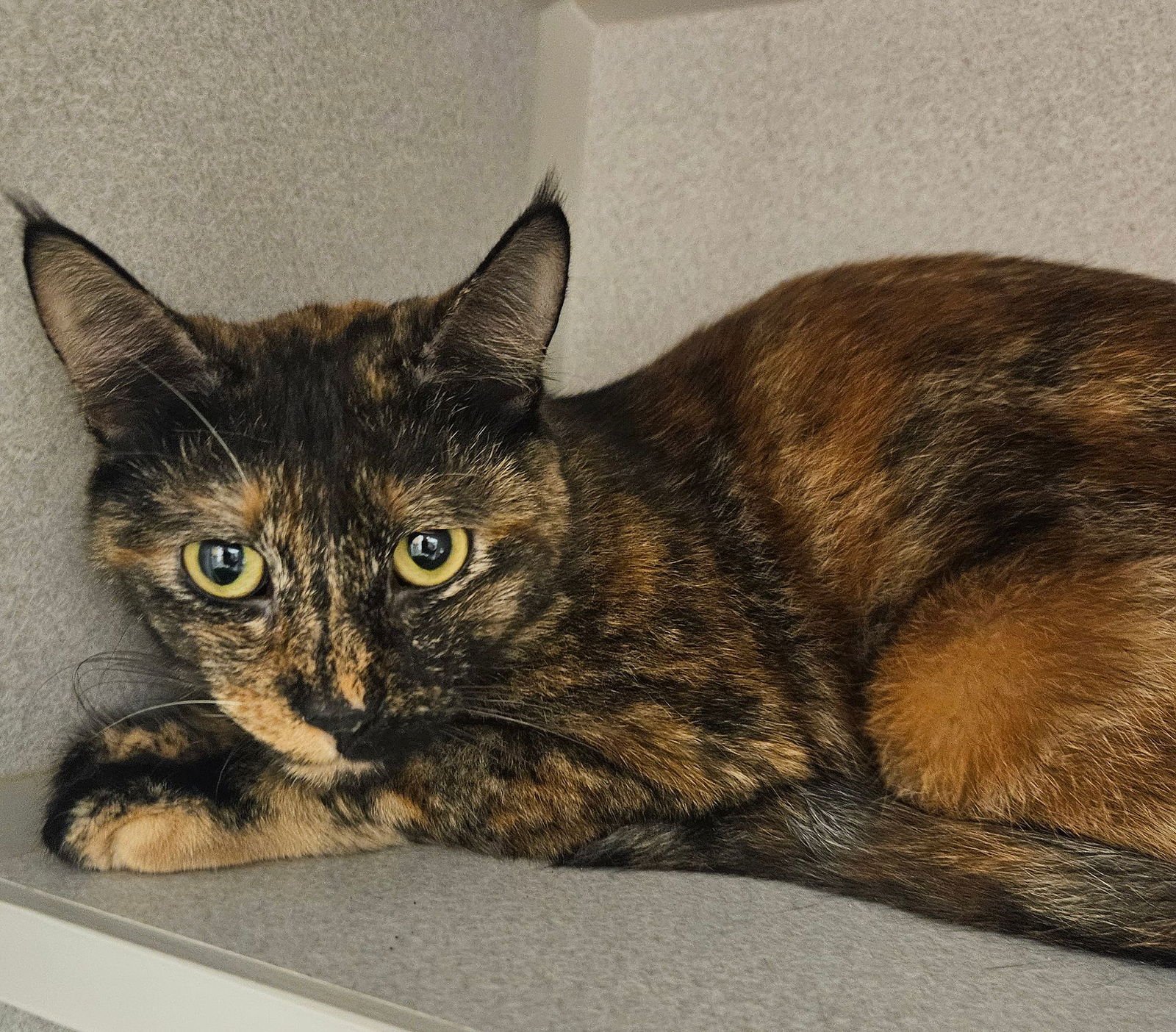 TRISCUIT - Unknown available for adoption