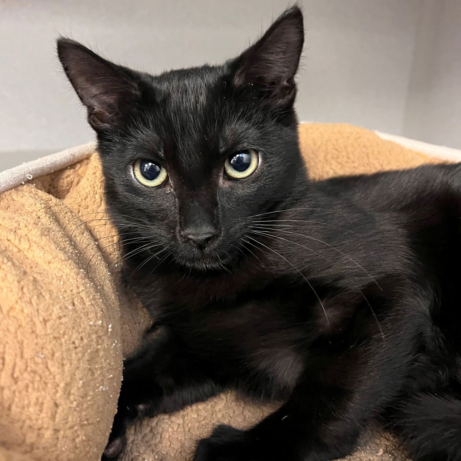 CHIP - Unknown available for adoption