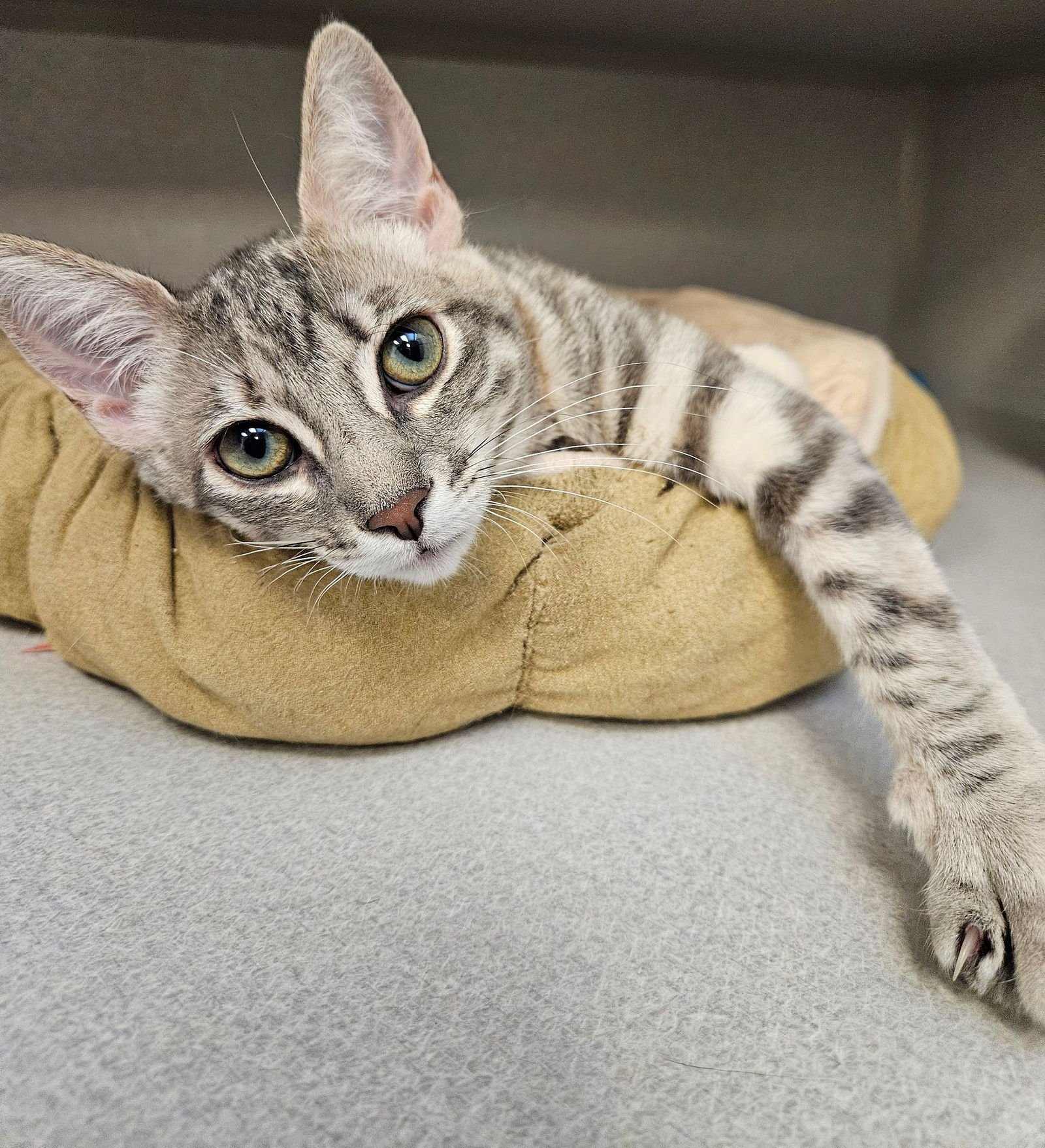 PING - Unknown available for adoption