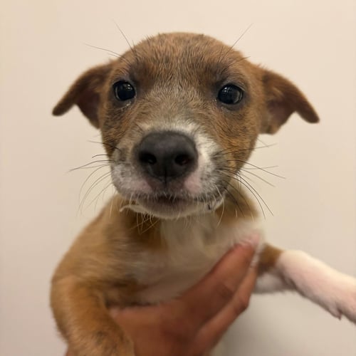 BAGEL - Unknown available for adoption