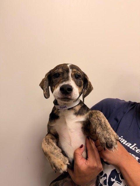 PENNE - Unknown available for adoption