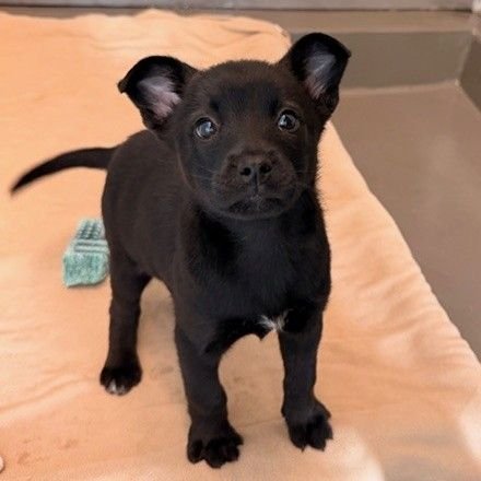 TRUFFLE - Unknown available for adoption