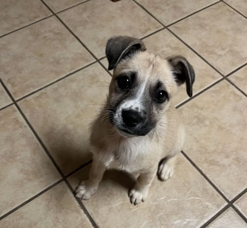 WREN - Unknown available for adoption