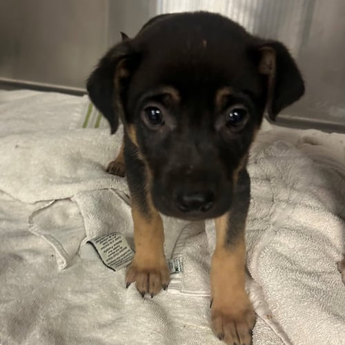BROOK - Unknown available for adoption