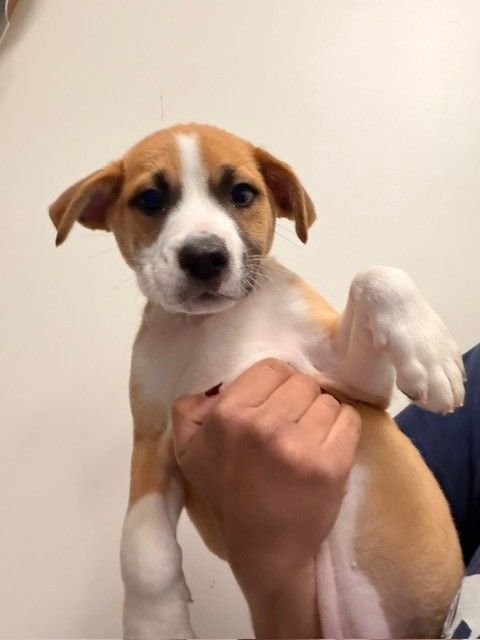 GUITAR - Unknown available for adoption