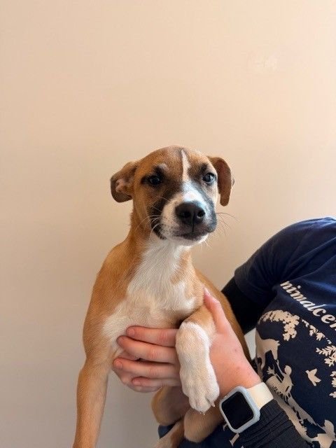 PLUM - Unknown available for adoption