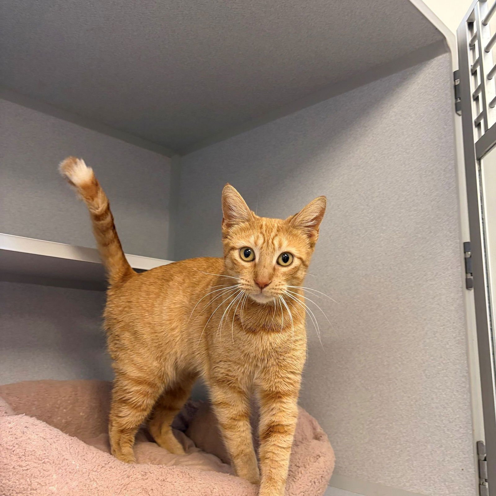 FLOWER - Unknown available for adoption