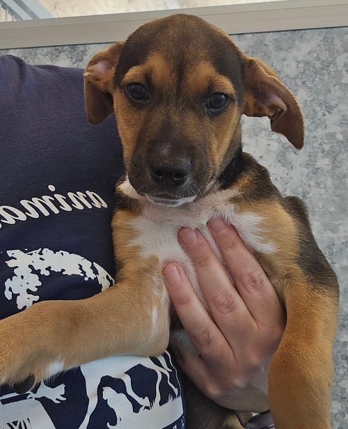 MERCURY - Unknown available for adoption