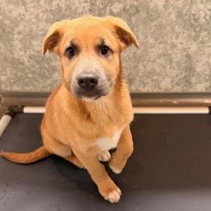 CAPTAIN HOOK - Unknown available for adoption