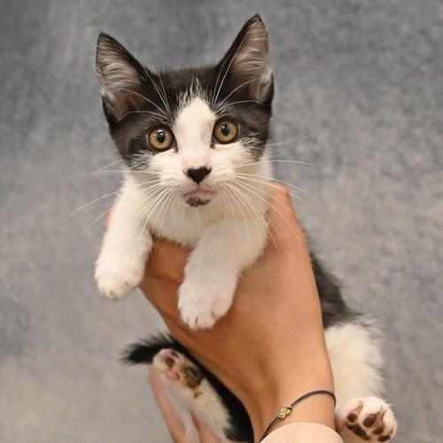 ROLL - Unknown available for adoption