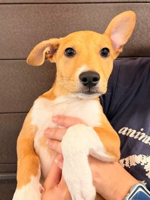 RICKY BOBBY - Unknown available for adoption