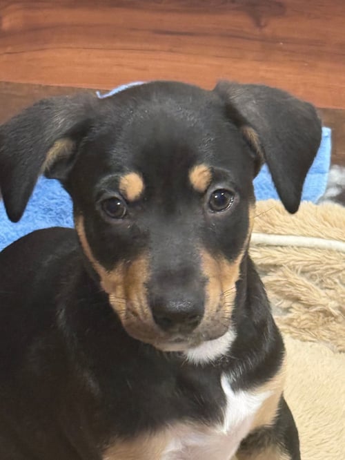 VENUS - Unknown available for adoption