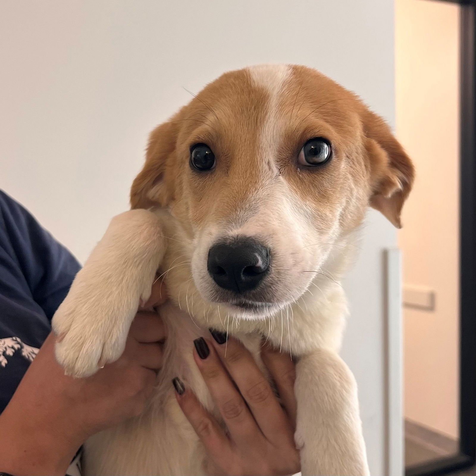 ESPRESSO - Unknown available for adoption