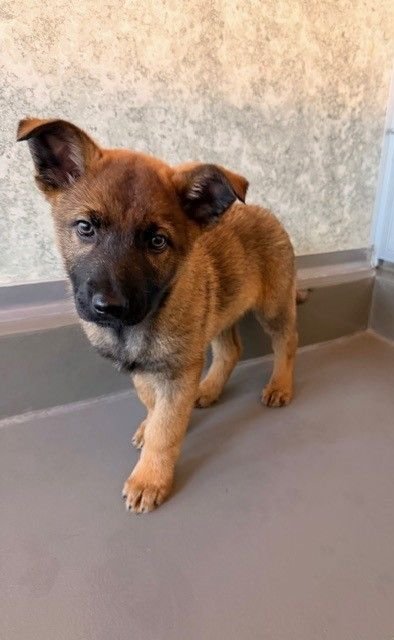 BOBBY - Unknown available for adoption