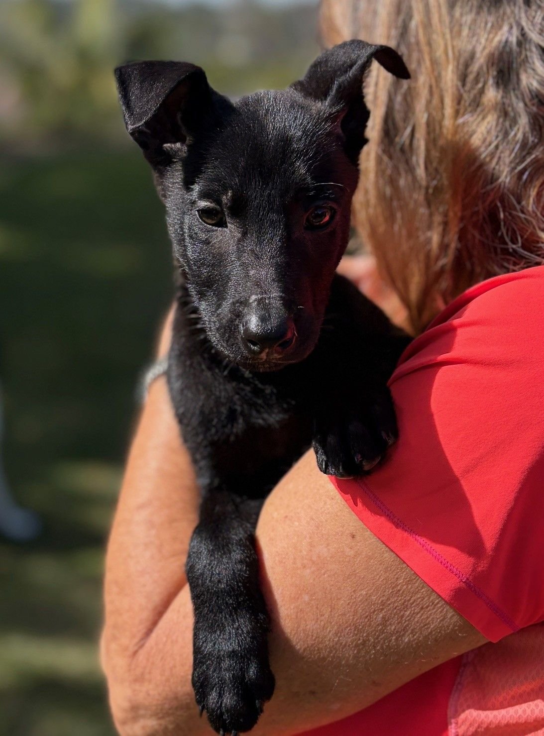 CORN NUGGET - Unknown available for adoption