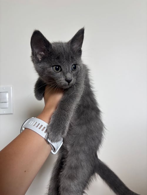 TUESDAY - Unknown available for adoption