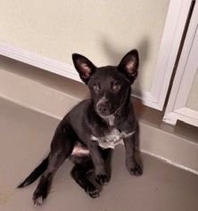 DANDELION - Unknown available for adoption