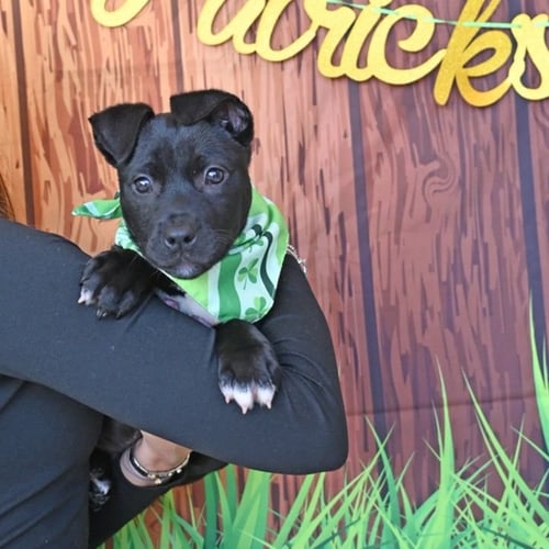 GOOSE - Unknown available for adoption