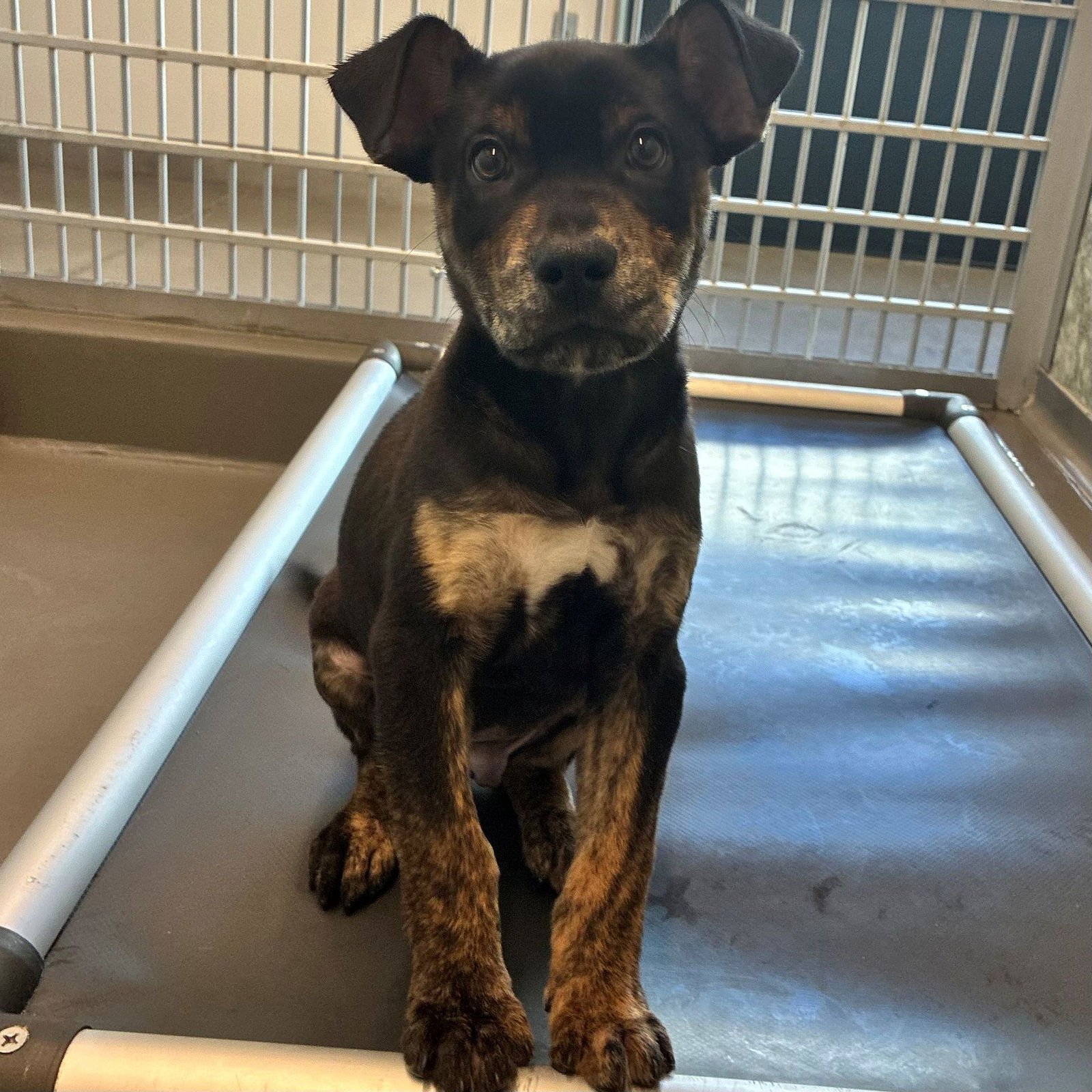 ALVIN - Unknown available for adoption