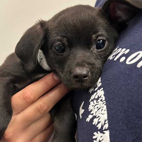 HOLLY - Unknown available for adoption