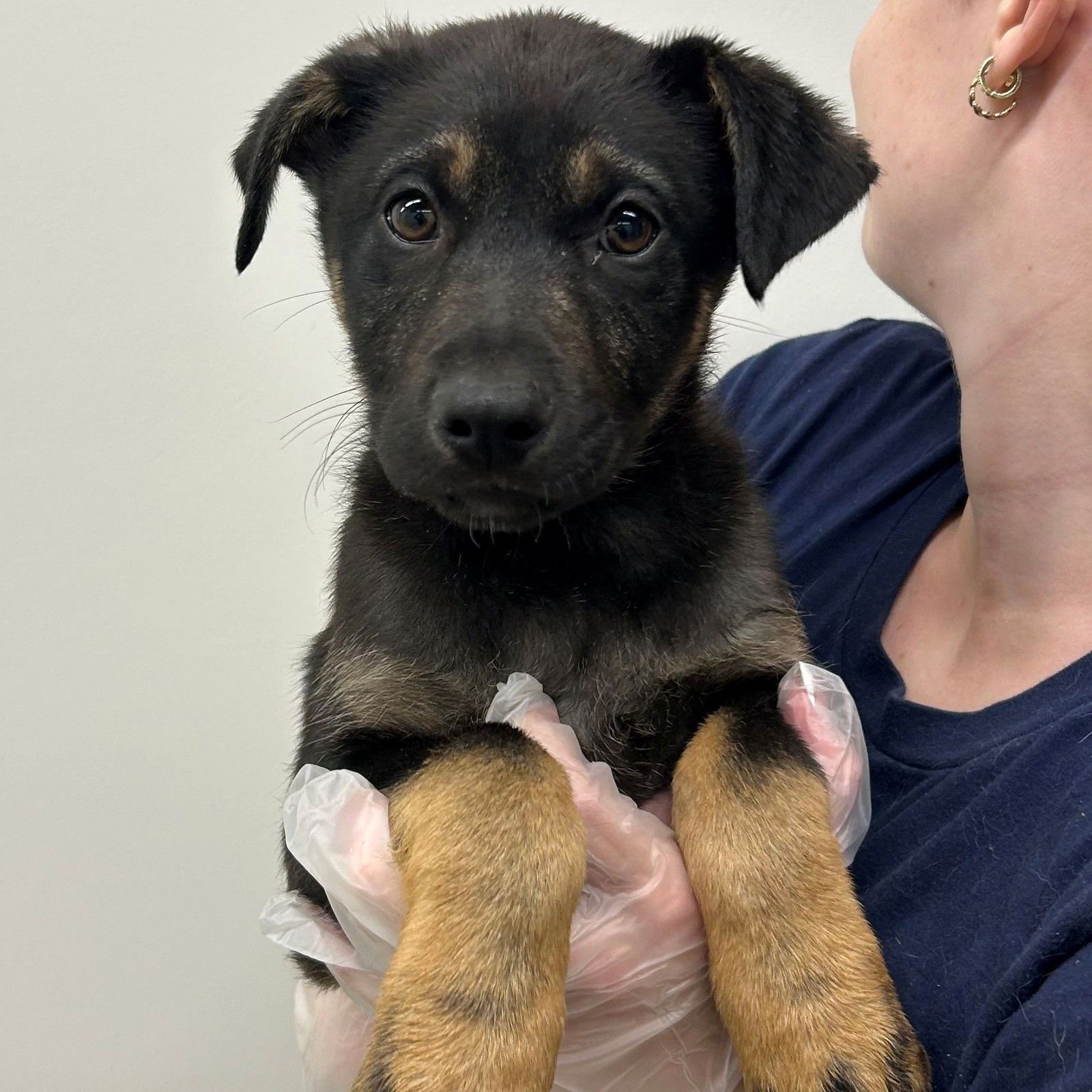 SUNFLOWER - Unknown available for adoption