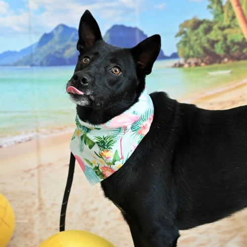 EVE - Unknown available for adoption