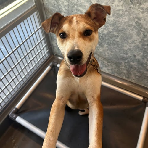 ECLAIR - Unknown available for adoption