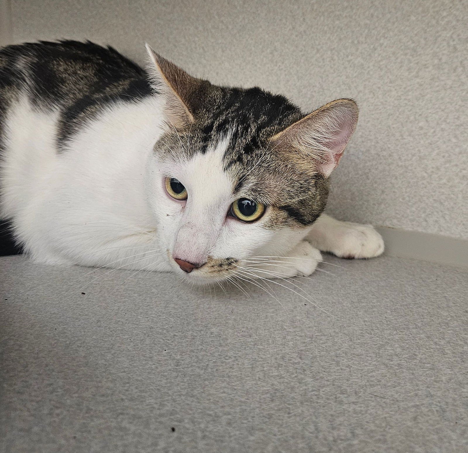 POOH - Unknown available for adoption