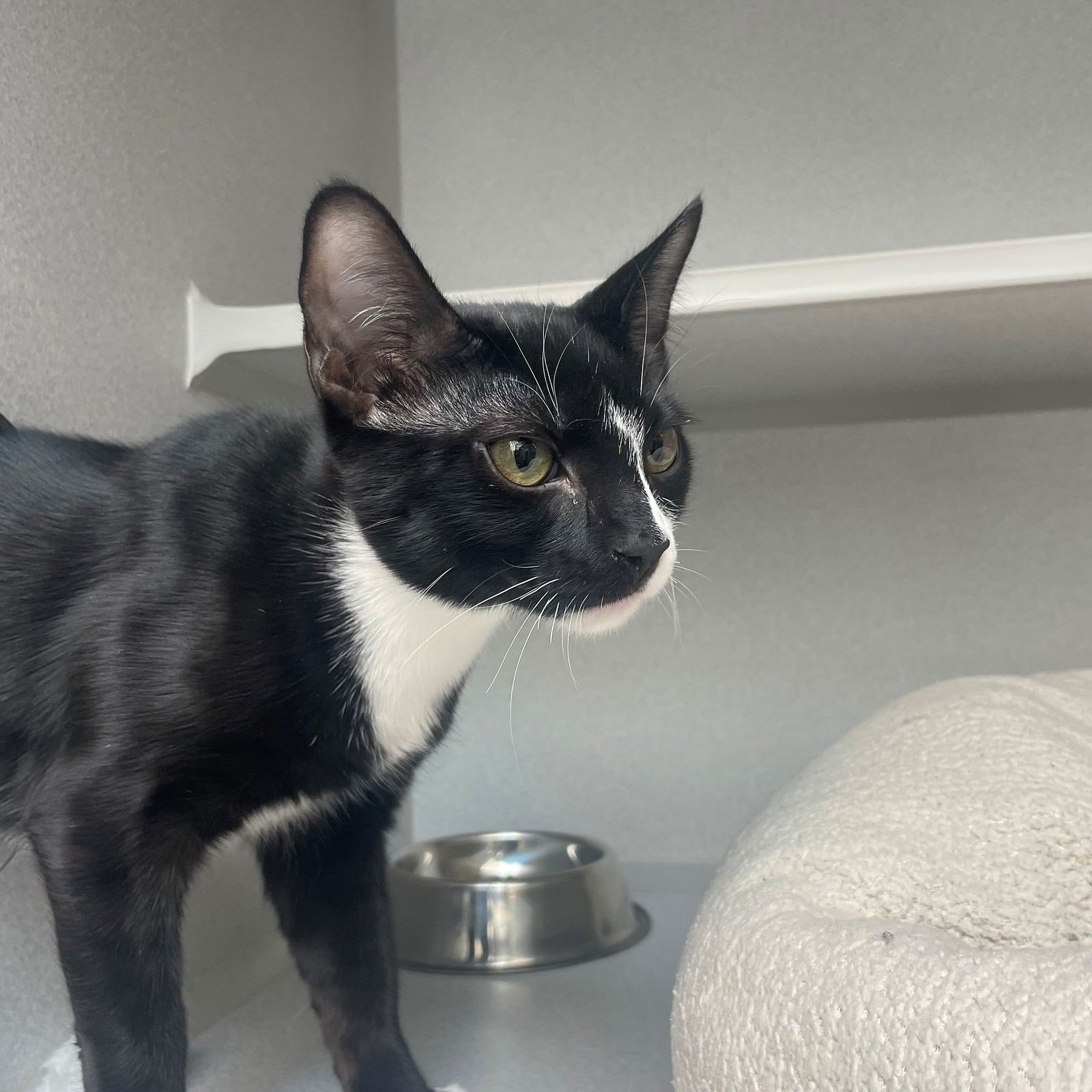 BEAN - Unknown available for adoption