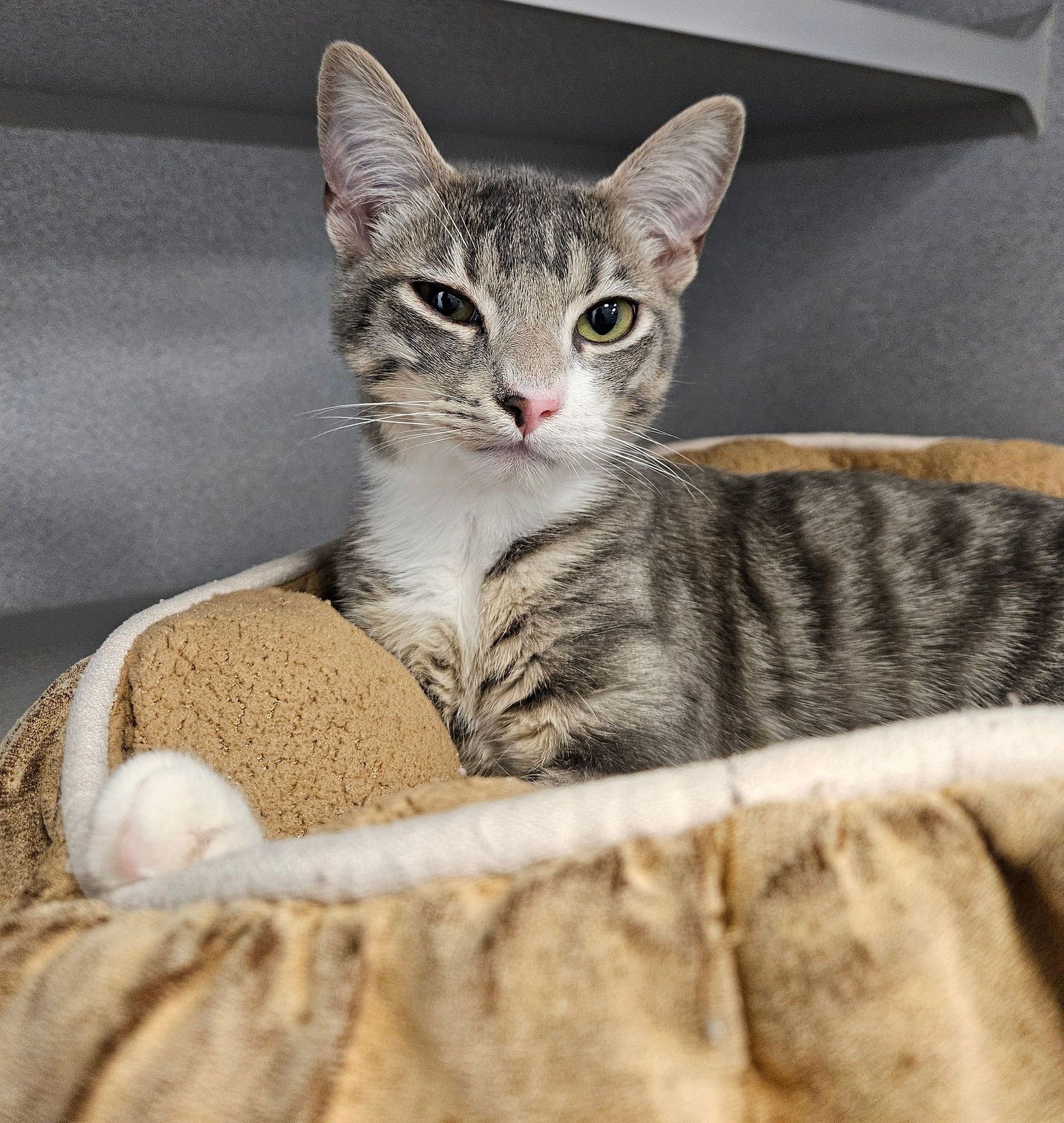 YODA - Unknown available for adoption