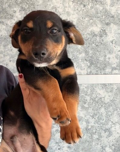 NOAH - Unknown available for adoption