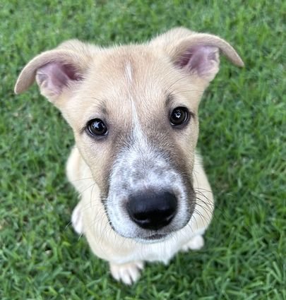 NEAL - Unknown available for adoption