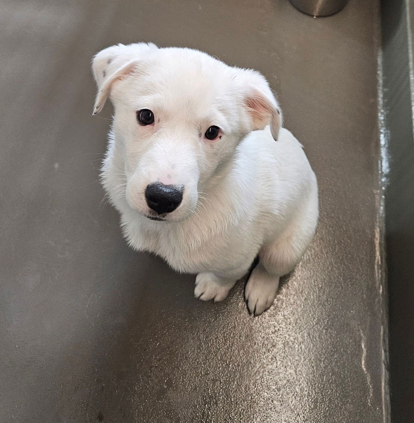 STARBUCKS - Unknown available for adoption