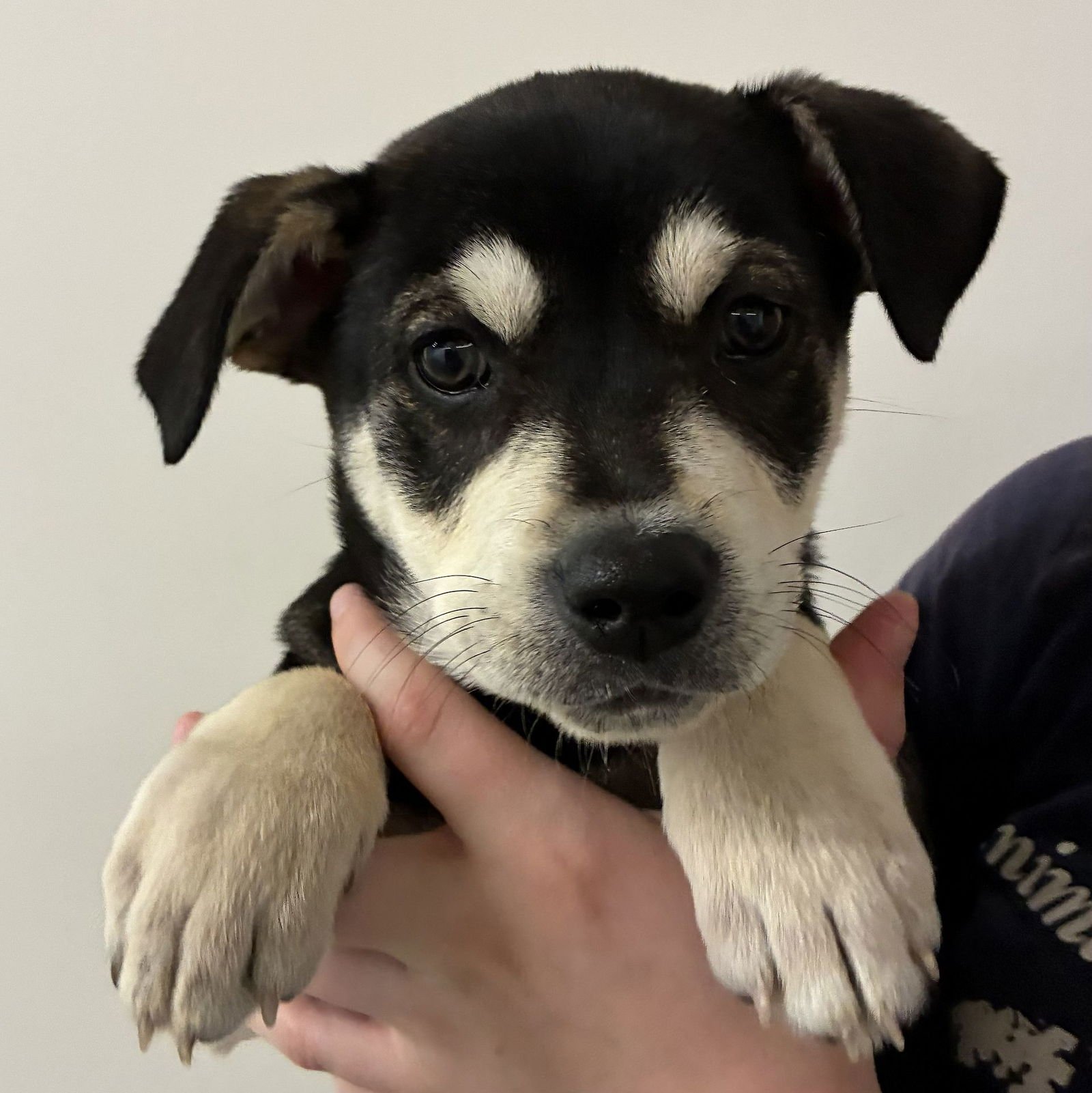 PIPER - Unknown available for adoption