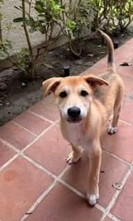 DAN - Unknown available for adoption